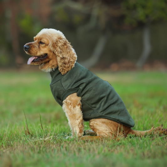 Kuccu Kuccu Softshell-Hundejacke – Grün mit Camouflage-Muster | Größen S–XXL