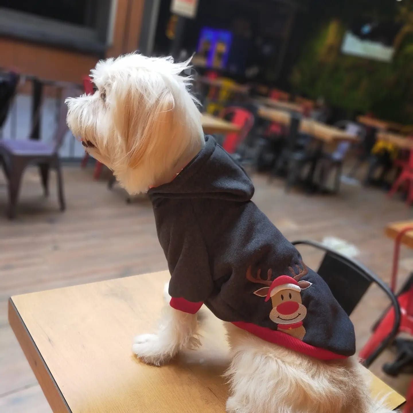 Kuccu Kuccu Sweatshirt mit Hirsch-Stickerei für Hunde | Größen S–XXL
