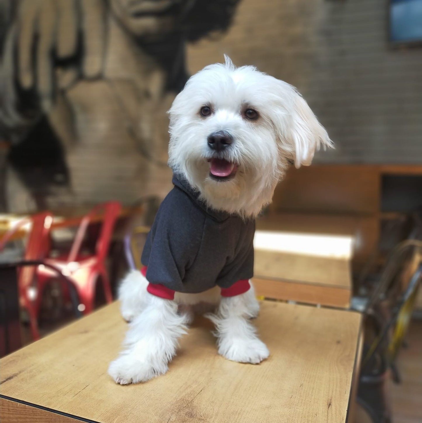 Kuccu Kuccu Sweatshirt mit Hirsch-Stickerei für Hunde | Größen S–XXL