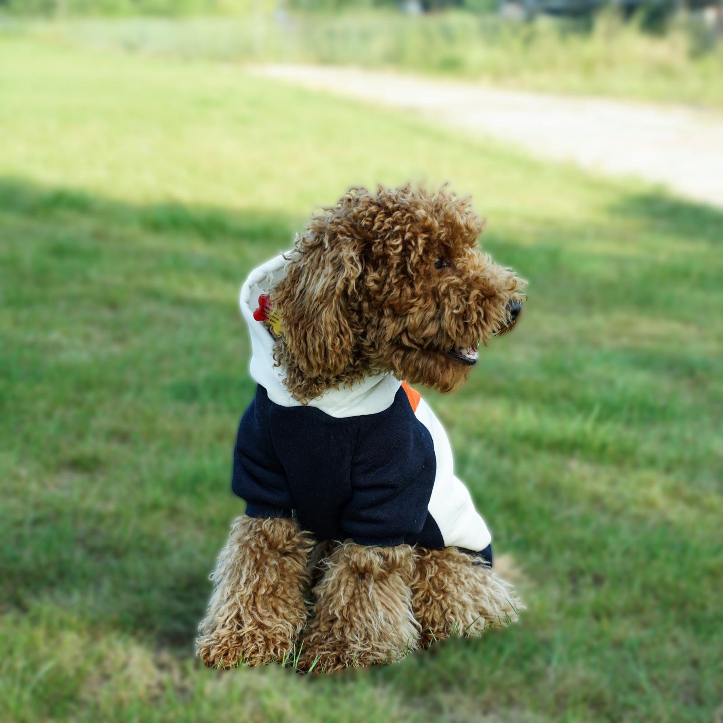 Kuccu Kuccu Dreifarbiger Hundesweatshirt – Mit Kapuze | Größen S–XXL