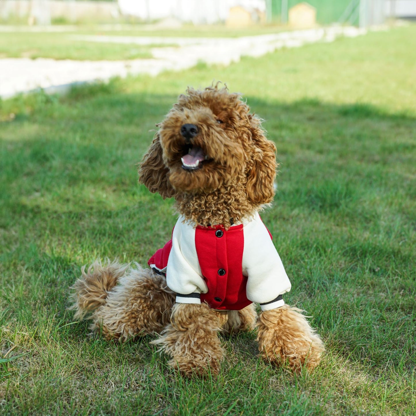 Kuccu Kuccu College-Hundejacke – Rot mit „K“-Stickerei | Größen S–XXL