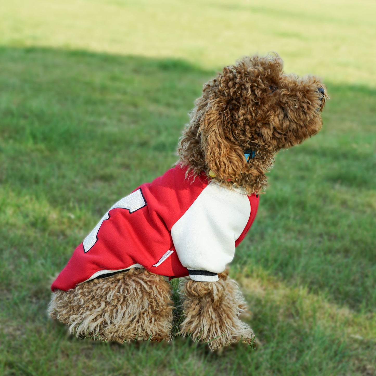Kuccu Kuccu College-Hundejacke – Rot mit „K“-Stickerei | Größen S–XXL