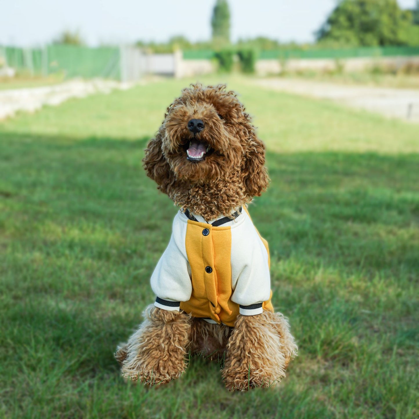 Kuccu Kuccu College-Hundejacke – Gelb mit „K“-Stickerei | Größen S–XXL