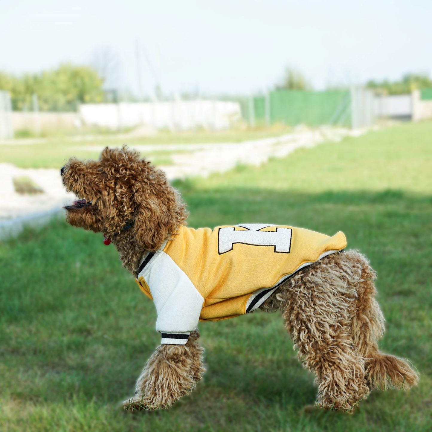 Kuccu Kuccu College-Hundejacke – Gelb mit „K“-Stickerei | Größen S–XXL