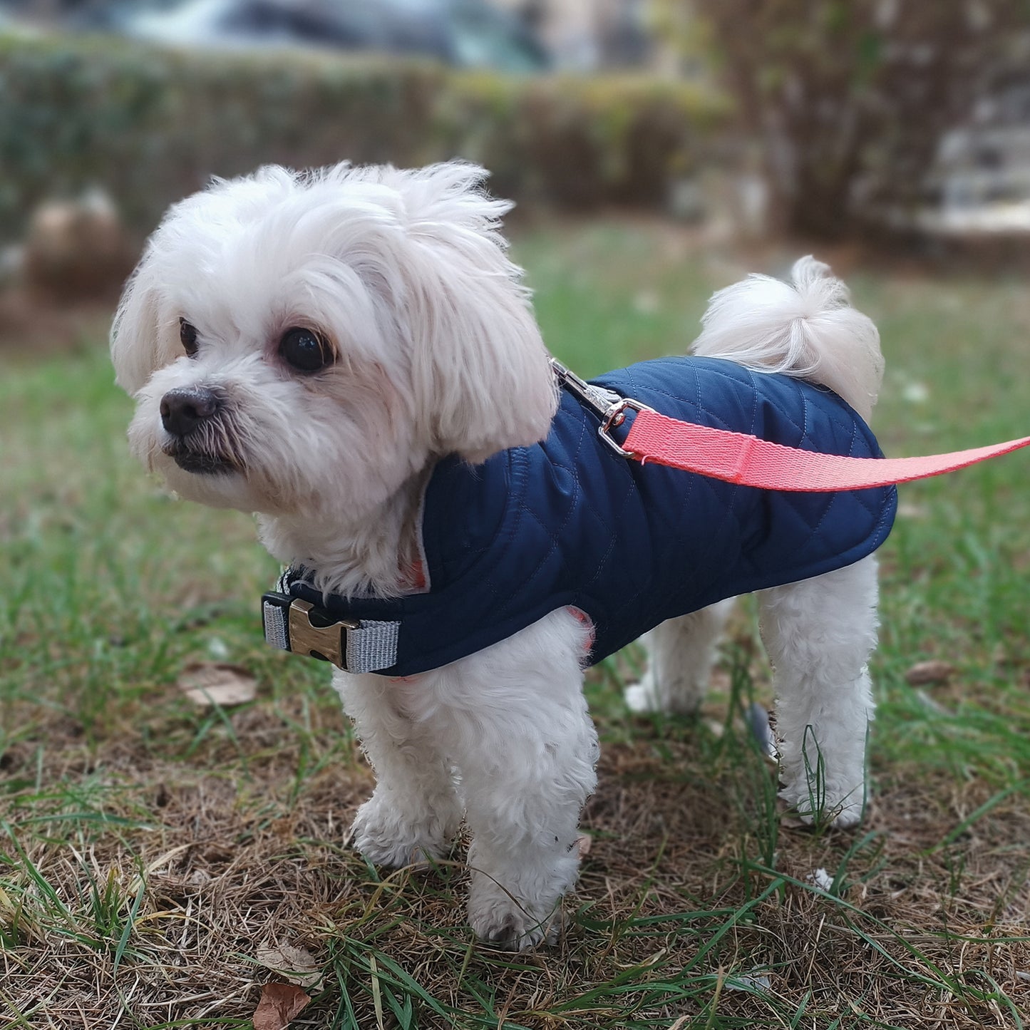 Kuccu Kuccu Gesteppte Hundejacke – Dunkelblau | Wasserabweisend & Winddicht | Größen S–XXL