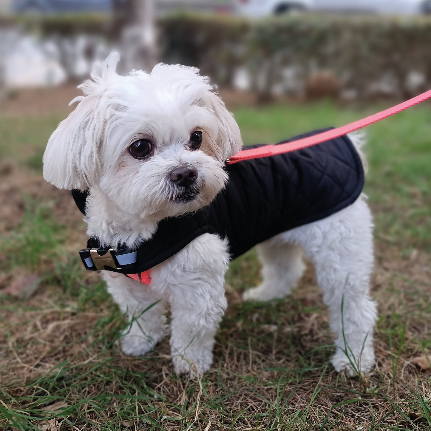 Kuccu Kuccu Gesteppte Hundejacke – Schwarz| Wasserabweisend & Winddicht | Größen S–XXL