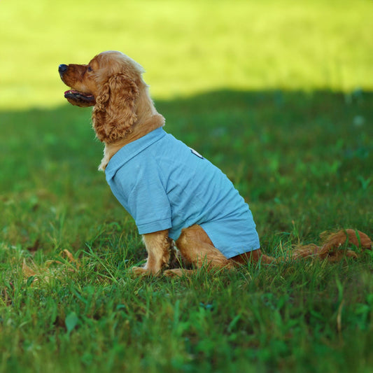 Kuccu Kuccu Hunde-T-Shirt – Blau aus Baumwolle | Größen S–XXL