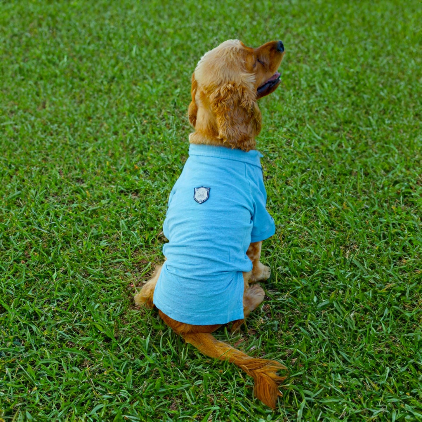 Kuccu Kuccu Hunde-T-Shirt – Blau aus Baumwolle | Größen S–XXL