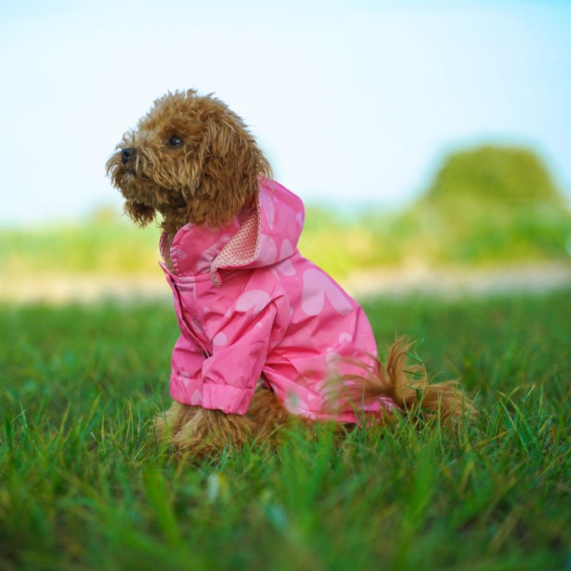 Kuccu Kuccu Hunderegenjacke mit Herzmuster | Wasserdicht & Winddicht | S-XXL