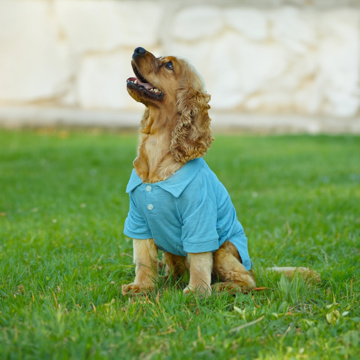Kuccu Kuccu Hunde-T-Shirt – Blau aus Baumwolle | Größen S–XXL
