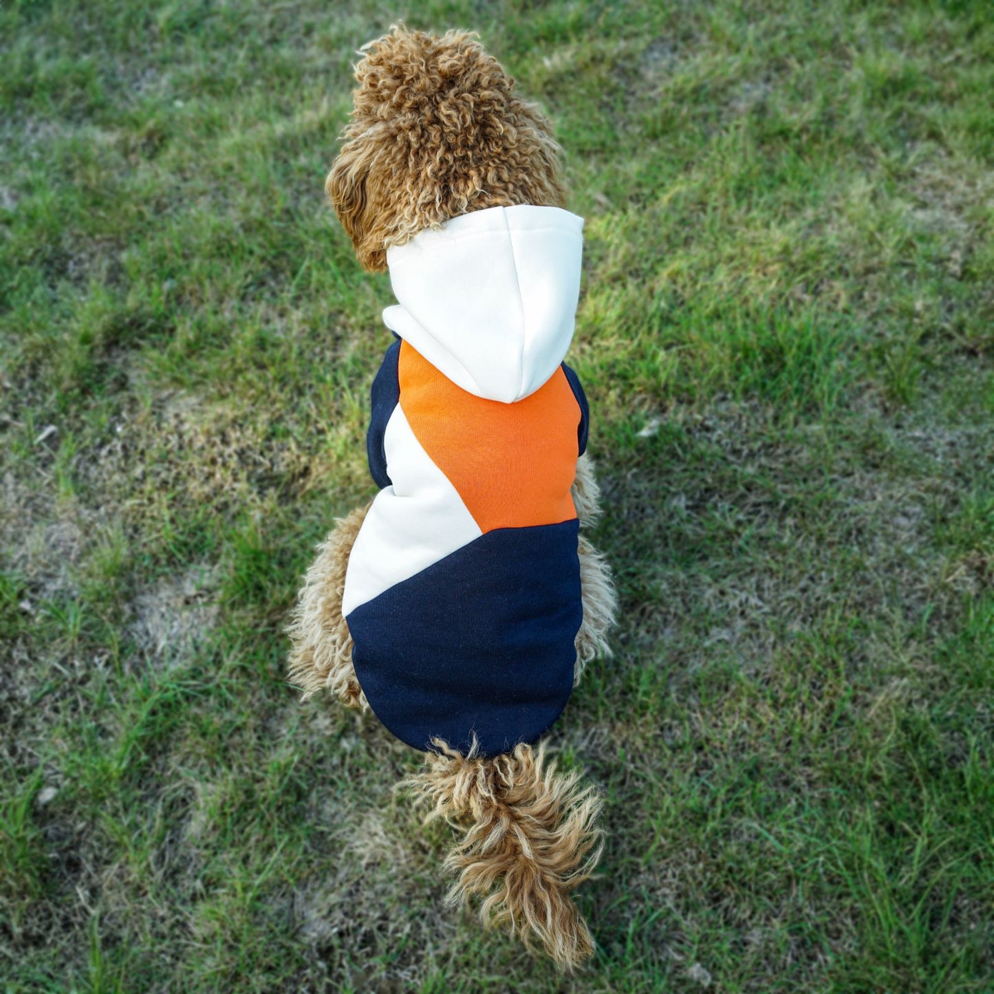 Kuccu Kuccu Dreifarbiger Hundesweatshirt – Mit Kapuze | Größen S–XXL