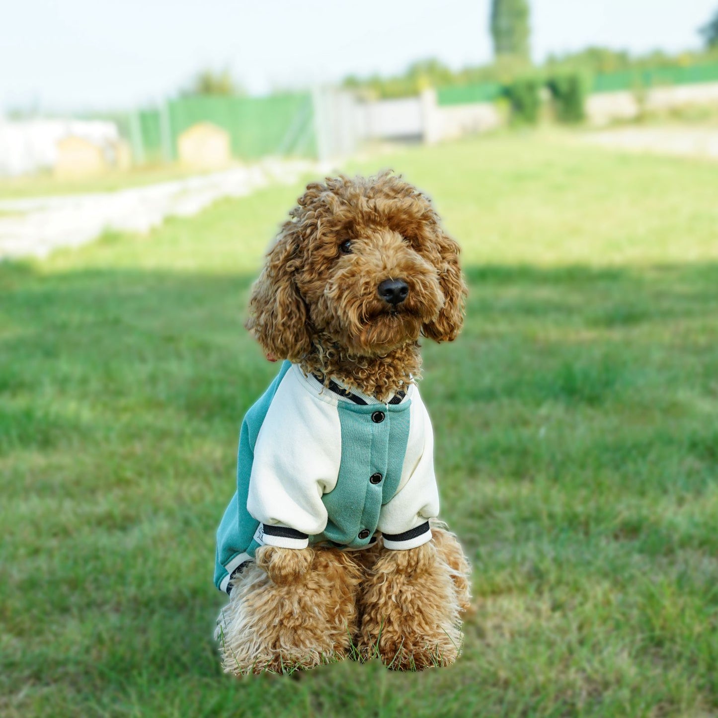 Kuccu Kuccu College-Hundejacke – Grün mit „K“-Stickerei | Größen S–XXL