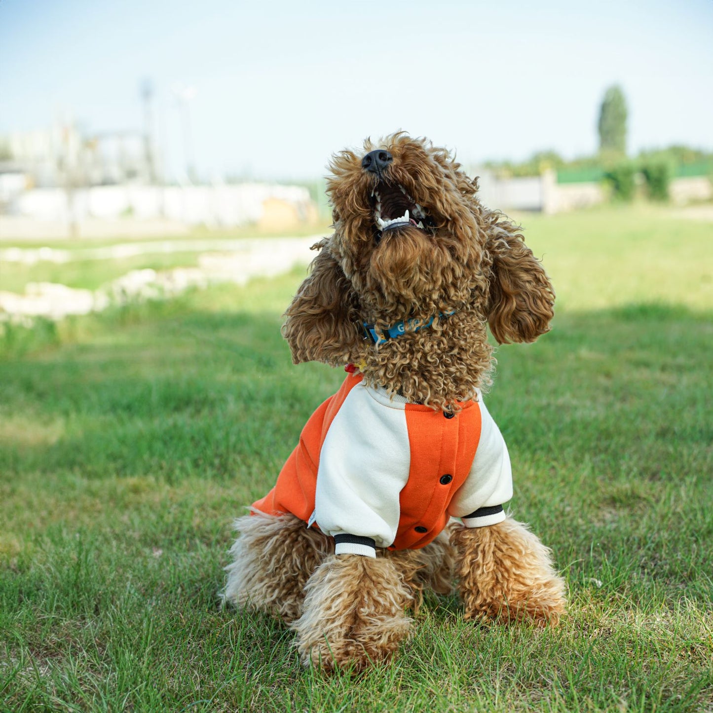 Kuccu Kuccu College-Hundejacke – Orange mit „K“-Stickerei | Größen S–XXL