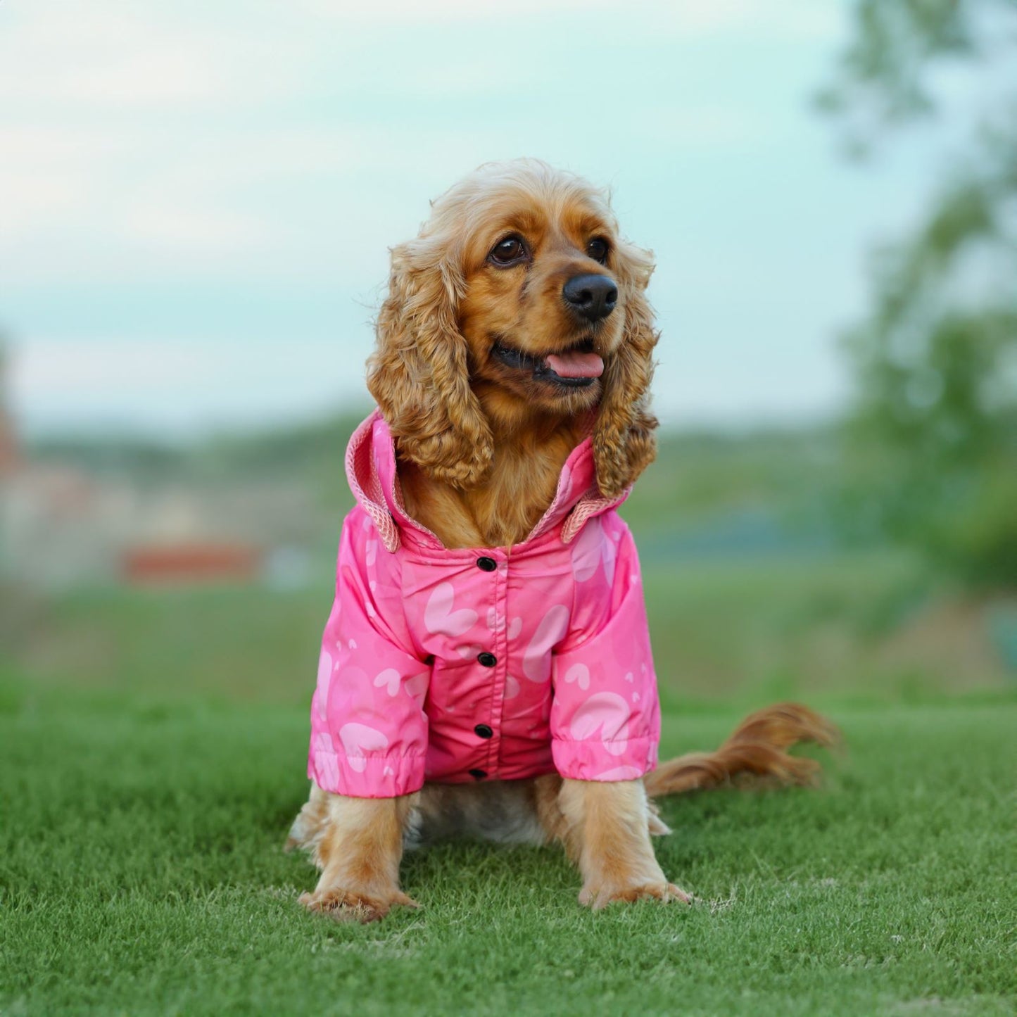 Kuccu Kuccu Hunderegenjacke mit Herzmuster | Wasserdicht & Winddicht | S-XXL