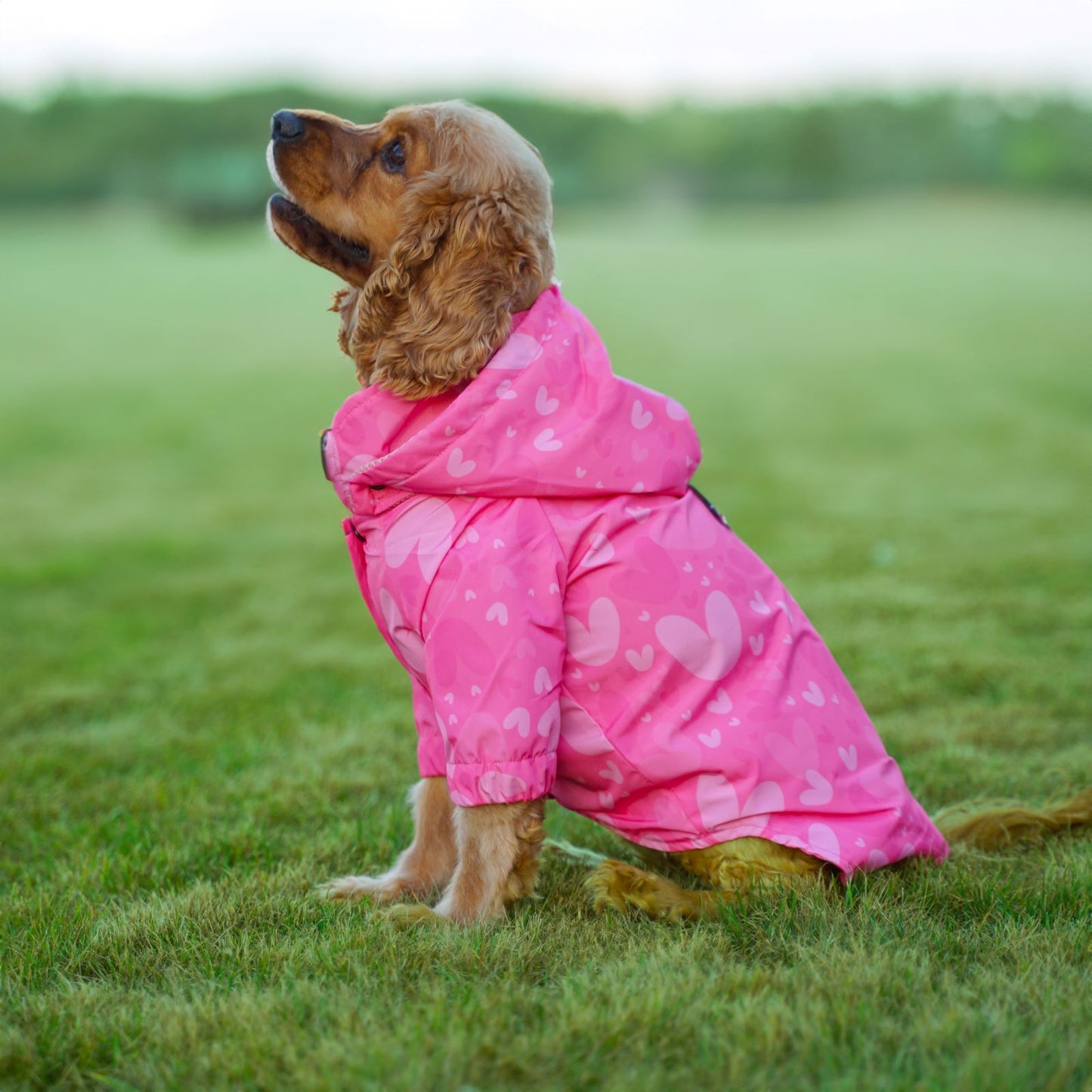 Kuccu Kuccu Hunderegenjacke mit Herzmuster | Wasserdicht & Winddicht | S-XXL