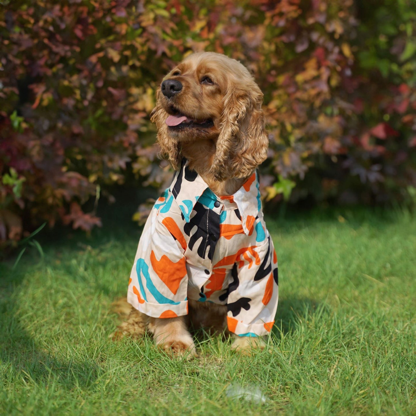 Kuccu Kuccu Hundehemd – Cremefarben aus Viskose | 3 Musteroptionen | Größen S–XXL