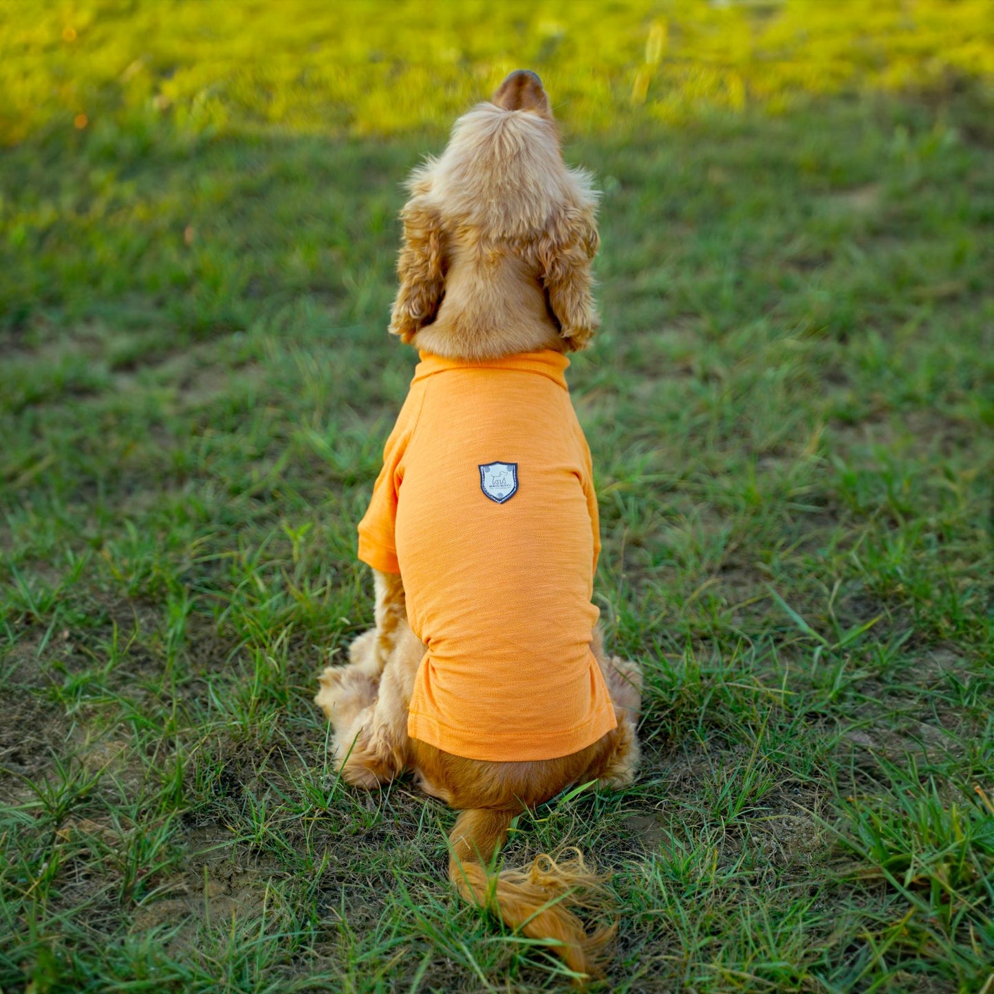 Kuccu Kuccu Hunde-T-Shirt – Orange aus Baumwolle | Größen S–XXL