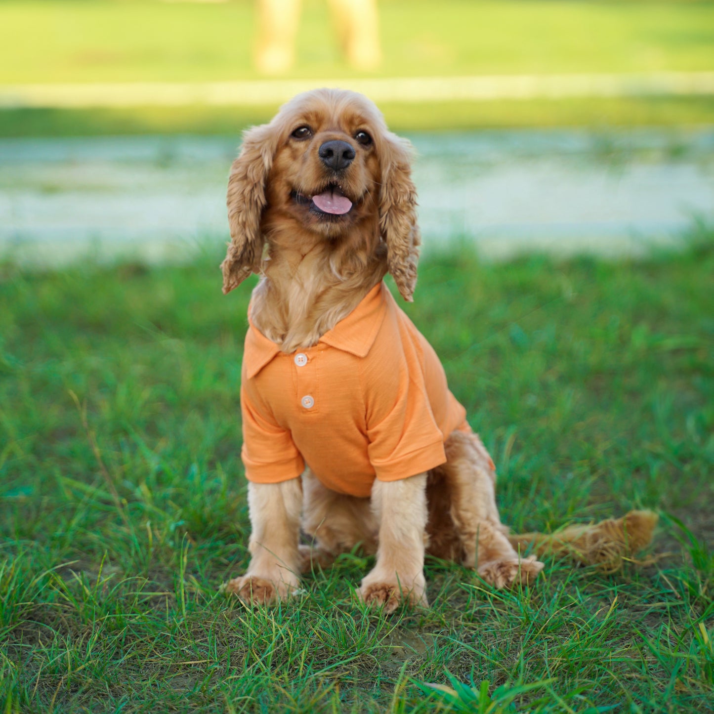 Kuccu Kuccu Hunde-T-Shirt – Orange aus Baumwolle | Größen S–XXL